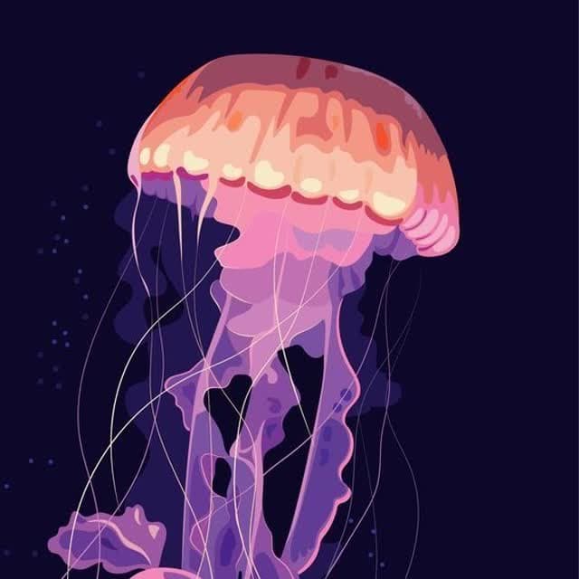 Jellyfish