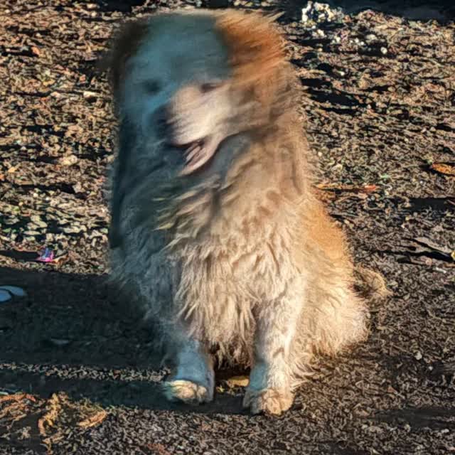Anguu