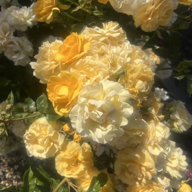 Purepuerlexa